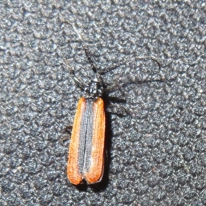 Calochromus sp. (genus) at Cotter River, ACT - 1 Jan 2021