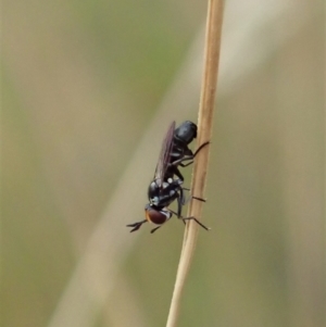 Conopidae (family) at Cook, ACT - 2 Jan 2021 04:02 PM