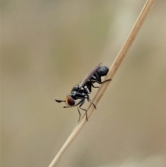 Conopidae (family) at Cook, ACT - 2 Jan 2021 04:02 PM