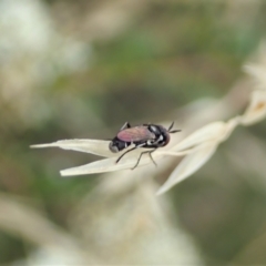 Conopidae (family) at Cook, ACT - 2 Jan 2021 04:02 PM