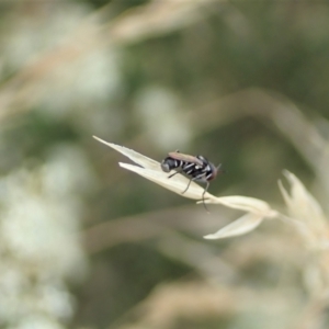 Conopidae (family) at Cook, ACT - 2 Jan 2021 04:02 PM