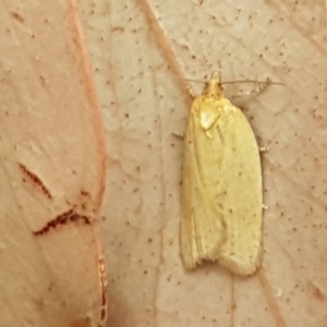 Tortricinae (subfamily) at Bookham, NSW - 4 Jan 2021