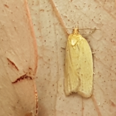 Tortricinae (subfamily) (A tortrix moth) at Bookham, NSW - 4 Jan 2021 by trevorpreston