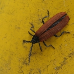 Porrostoma sp. (genus) (Lycid, Net-winged beetle) at Namadgi National Park - 31 Dec 2020 by Christine