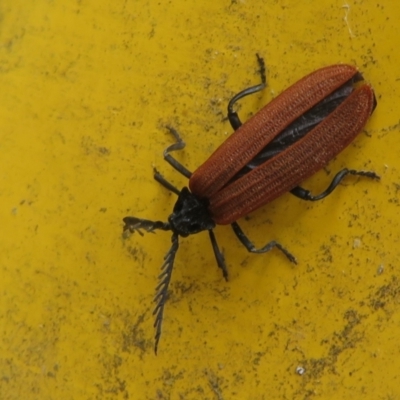 Porrostoma sp. (genus) (Lycid, Net-winged beetle) at Namadgi National Park - 31 Dec 2020 by Christine