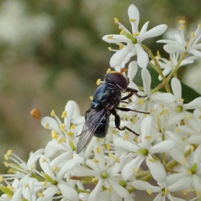 Psilota sp. (genus) (Hover fly) at Cook, ACT - 2 Jan 2021 by CathB