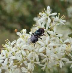 Psilota sp. (genus) at Cook, ACT - 2 Jan 2021 04:10 PM