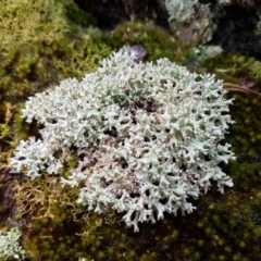 Cladia corallaizon at Bookham, NSW - 4 Jan 2021 11:11 AM