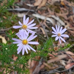 Olearia tenuifolia at Bookham, NSW - 4 Jan 2021