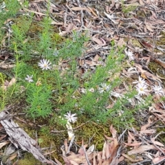 Olearia tenuifolia at Bookham, NSW - 4 Jan 2021
