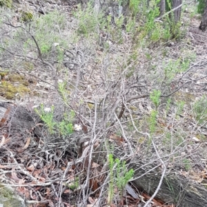 Olearia tenuifolia at Bookham, NSW - 4 Jan 2021