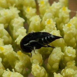 Mordellidae (family) at Bookham, NSW - 4 Jan 2021 11:06 AM