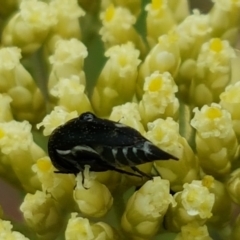 Mordellidae (family) at Bookham, NSW - 4 Jan 2021 11:06 AM