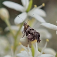 Tebenna micalis (Small Thistle Moth) at Mount Painter - 3 Jan 2021 by CathB