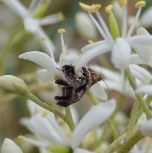 Tebenna micalis at Cook, ACT - 3 Jan 2021