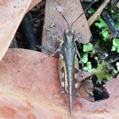 Pycnostictus seriatus (Common Bandwing) at Bookham, NSW - 4 Jan 2021 by trevorpreston