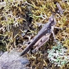 Pycnostictus seriatus at Bookham, NSW - 4 Jan 2021