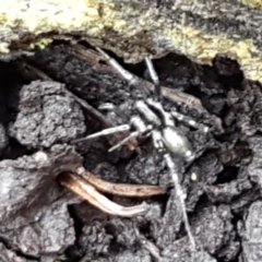 Zoridae (family) (Unidentified Wandering ghost spider) at Bookham, NSW - 4 Jan 2021 by tpreston