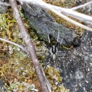 Zoridae (family) at Bookham, NSW - 4 Jan 2021