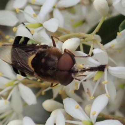 Odontomyia hunteri (Soldier fly) at Cook, ACT - 3 Jan 2021 by CathB