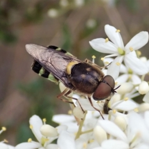 Odontomyia hunteri at Cook, ACT - 3 Jan 2021 04:13 PM