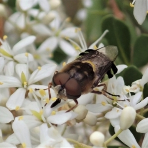 Odontomyia hunteri at Cook, ACT - 3 Jan 2021 04:13 PM