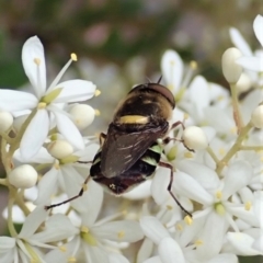 Odontomyia hunteri at Cook, ACT - 3 Jan 2021 04:13 PM