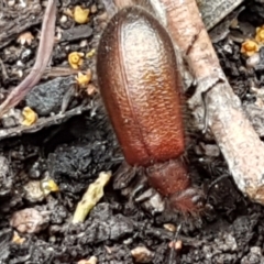 Lagriini sp. (tribe) (Unidentified lagriine darkling beetle) at Burrinjuck, NSW - 4 Jan 2021 by tpreston