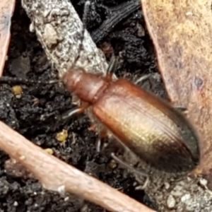 Lagriini sp. (tribe) at Burrinjuck, NSW - 4 Jan 2021