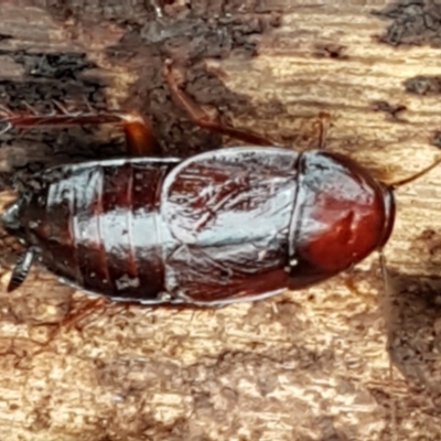 Paratemnopteryx couloniana (A native cockroach) at Bookham, NSW - 4 Jan 2021 by tpreston