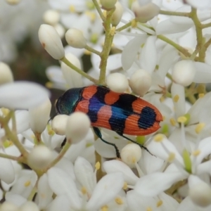 Castiarina crenata at Cook, ACT - 3 Jan 2021 04:19 PM