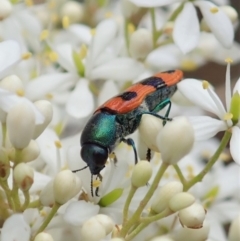 Castiarina crenata at Cook, ACT - 3 Jan 2021 04:19 PM