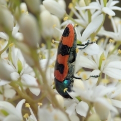 Castiarina crenata at Cook, ACT - 3 Jan 2021 04:19 PM