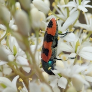 Castiarina crenata at Cook, ACT - 3 Jan 2021 04:19 PM