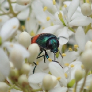 Castiarina crenata at Cook, ACT - 3 Jan 2021 04:19 PM