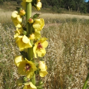 Verbascum virgatum at Nangus, NSW - 20 Nov 2010 08:47 AM