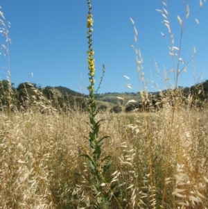 Verbascum virgatum at Nangus, NSW - 20 Nov 2010