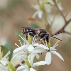 Lipotriches (Austronomia) australica at Mount Painter - 3 Jan 2021 by CathB