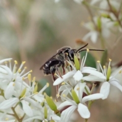 Lipotriches (Austronomia) australica at Cook, ACT - 3 Jan 2021