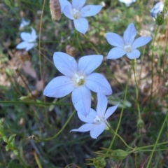 Wahlenbergia stricta subsp. alterna (Tall Bluebell) at Nangus, NSW - 20 Nov 2010 by abread111