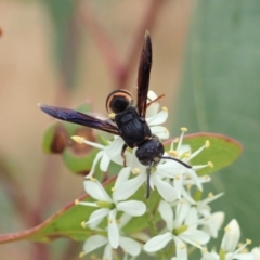 Eumeninae (subfamily) (Unidentified Potter wasp) at Cook, ACT - 3 Jan 2021 by CathB