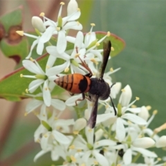 Eumeninae (subfamily) at Cook, ACT - 3 Jan 2021