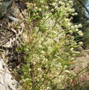 Daucus glochidiatus at Nangus, NSW - 20 Nov 2010 09:17 AM