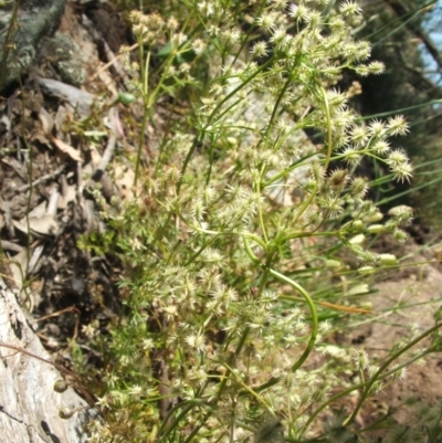 Daucus glochidiatus (Australian Carrot) at Nangus, NSW - 20 Nov 2010 by abread111