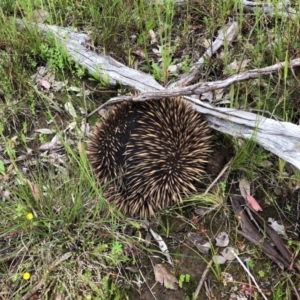 Tachyglossus aculeatus at Cook, ACT - 4 Nov 2020