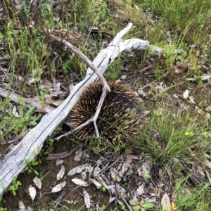 Tachyglossus aculeatus at Cook, ACT - 4 Nov 2020