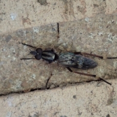 Ectinorhynchus sp. (genus) (A Stiletto Fly) at Cook, ACT - 2 Oct 2020 by CathB