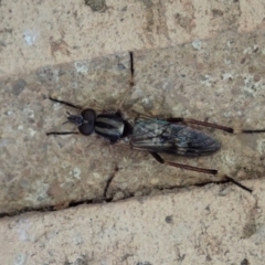 Ectinorhynchus sp. (genus) (A Stiletto Fly) at Cook, ACT - 1 Oct 2020 by CathB