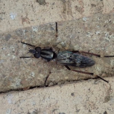 Ectinorhynchus sp. (genus) (A Stiletto Fly) at Cook, ACT - 2 Oct 2020 by CathB