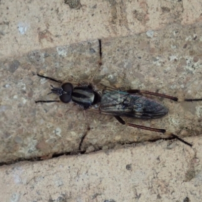 Ectinorhynchus sp. (genus) (A Stiletto Fly) at Cook, ACT - 1 Oct 2020 by CathB